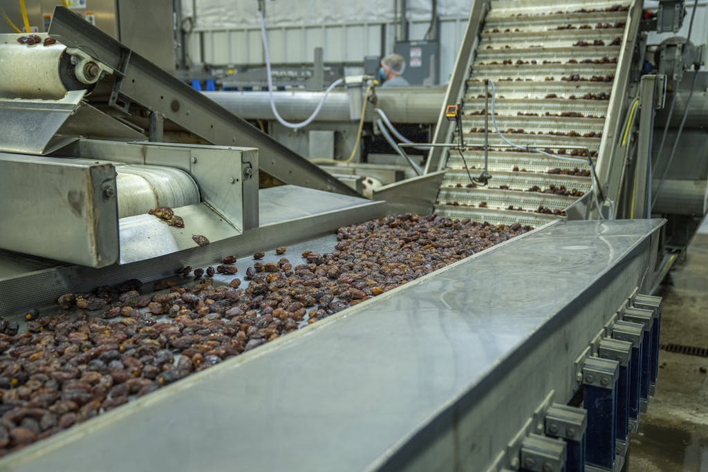 Industrial machinery sorting dates on a production line in a factory.